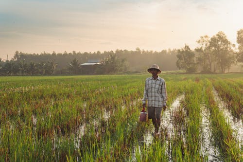 Foto stok gratis agrikultura, bidang, di luar rumah