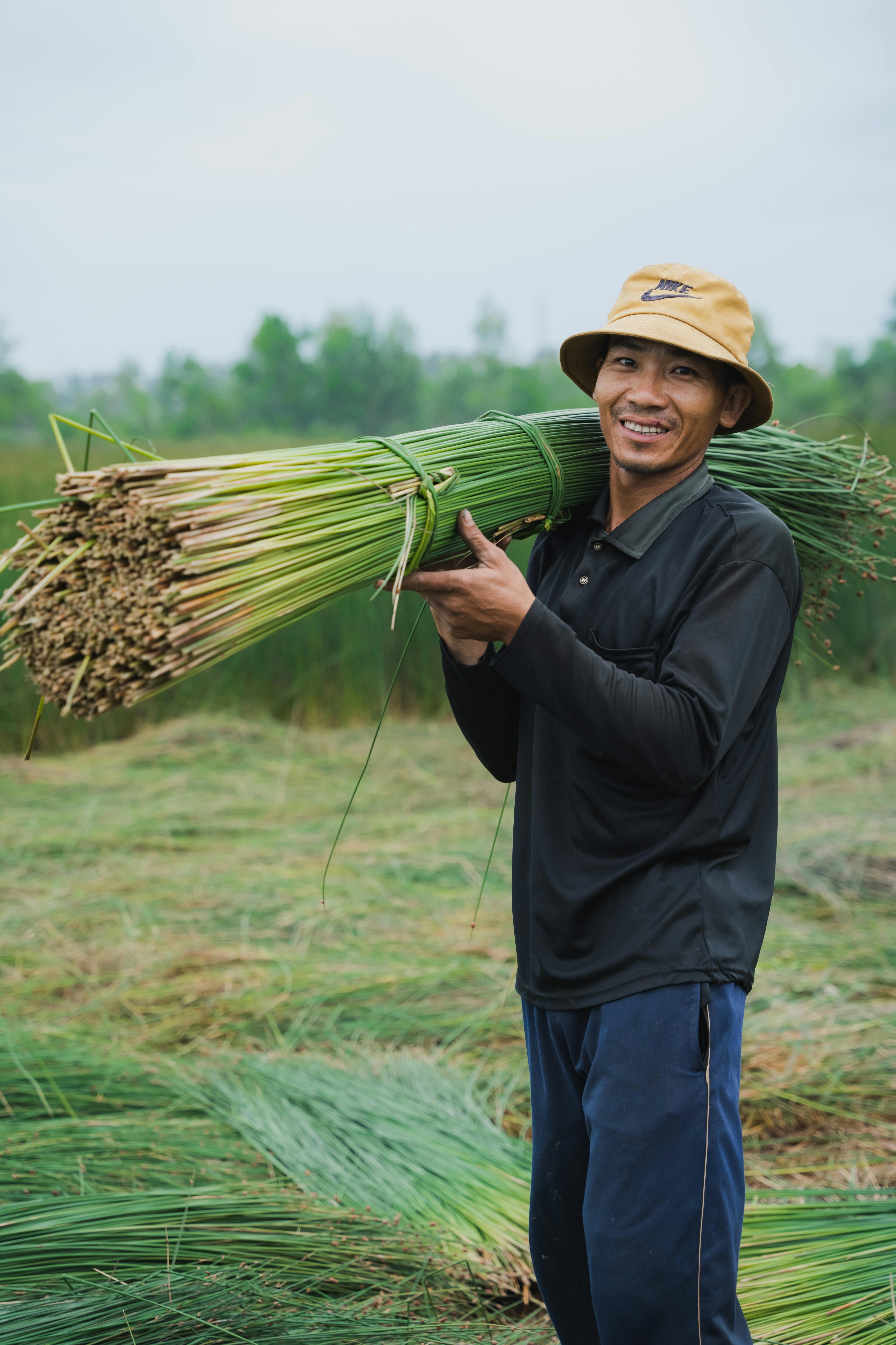 A joyful Asian farmer carrying harvested crops in the lush fields of Long An, Vietnam.