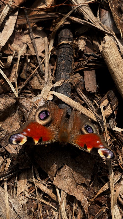 Kostenloses Stock Foto zu früher frühling, insekt, schmetterling