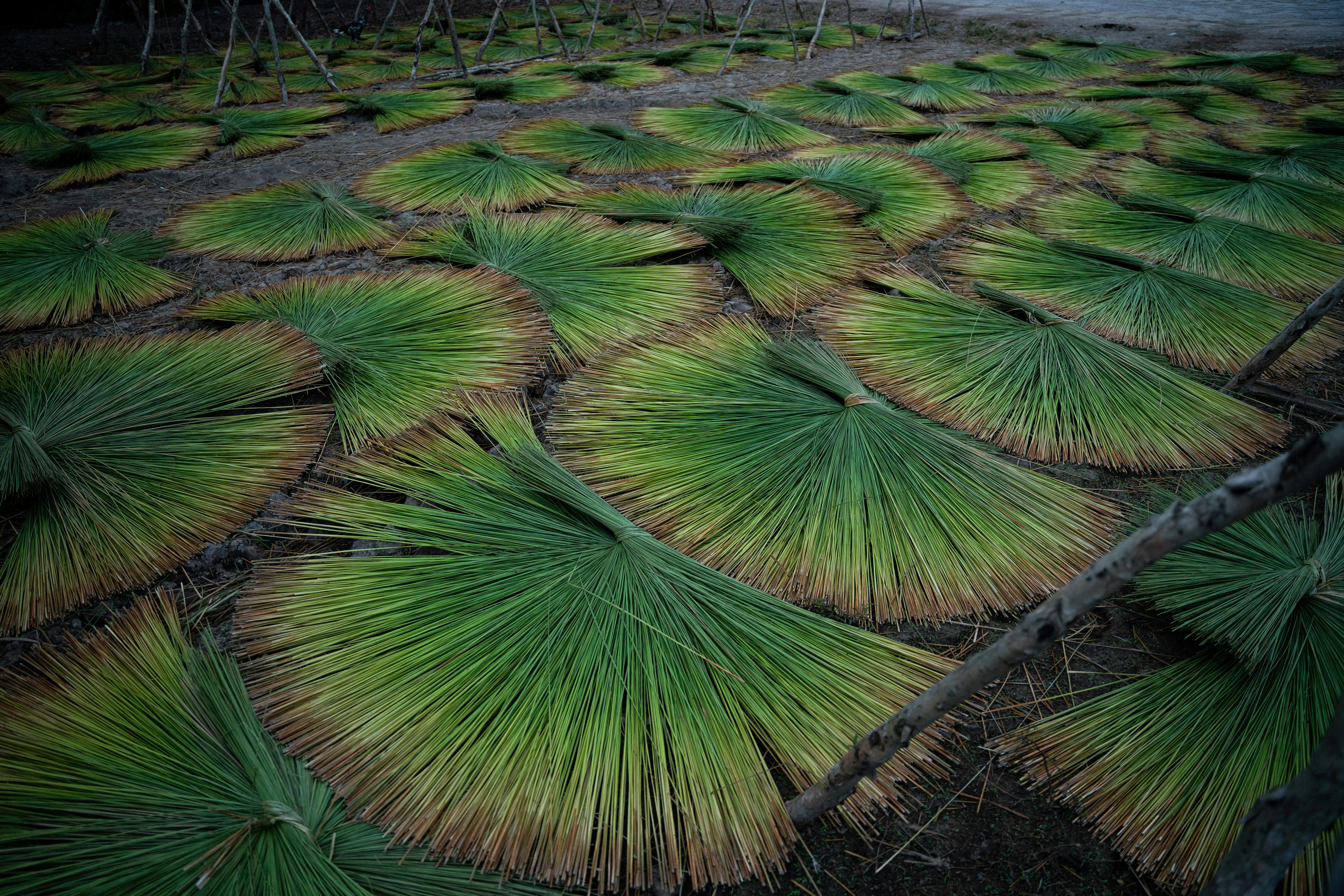 Green bundles of grass laid out for drying outdoors in Long An, Vietnam.
