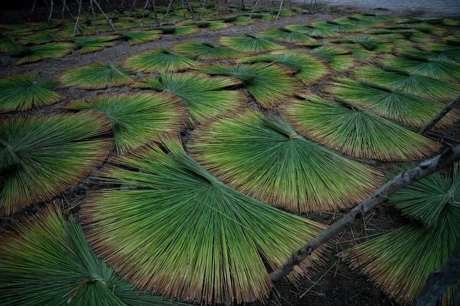 Green bundles of grass laid out for drying outdoors in Long An, Vietnam.