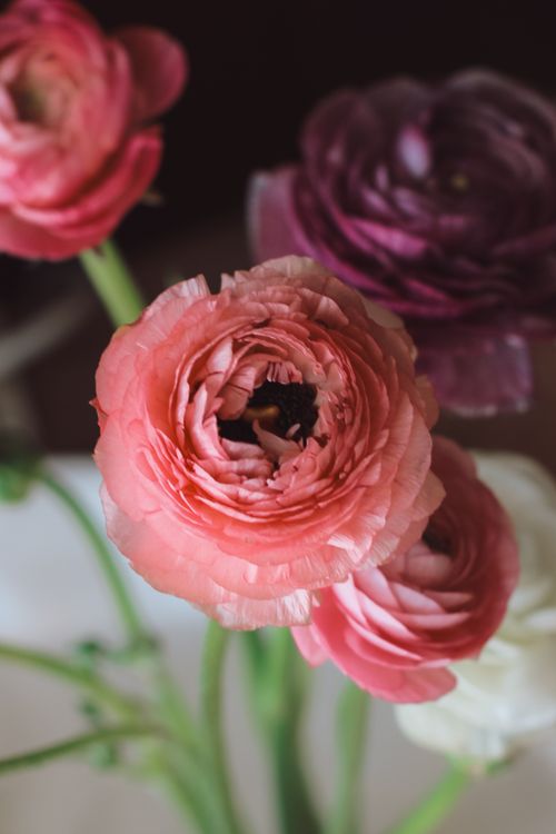Free Detailed image of colorful Ranunculus flowers in bloom, showcasing pink and purple petals. Stock Photo