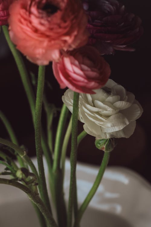 Free A close up of a white vase with pink and red flowers Stock Photo