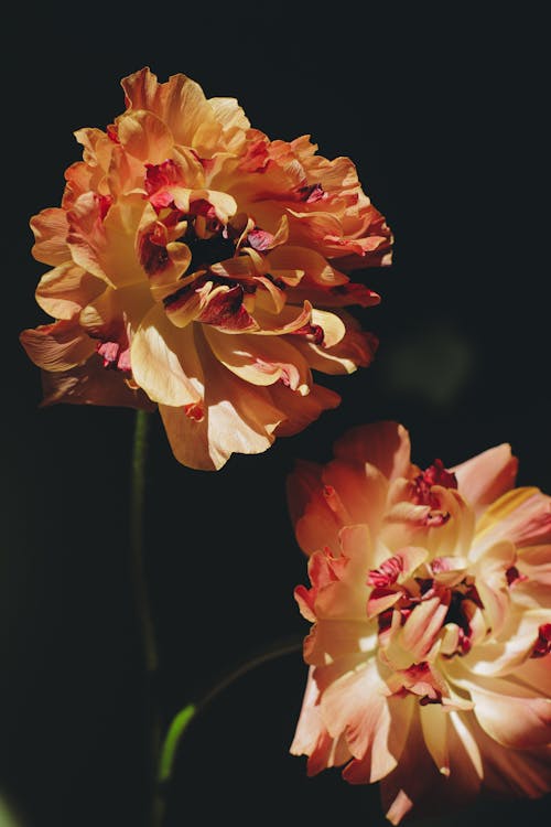 Two orange flowers in a dark room with a black background