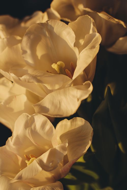 Free Closeup of blooming cream tulips capturing their delicate petals and warm tones. Stock Photo