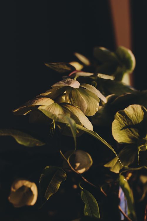 Free A captivating close-up of delicate flowers and leaves in a dark, moody setting. Stock Photo