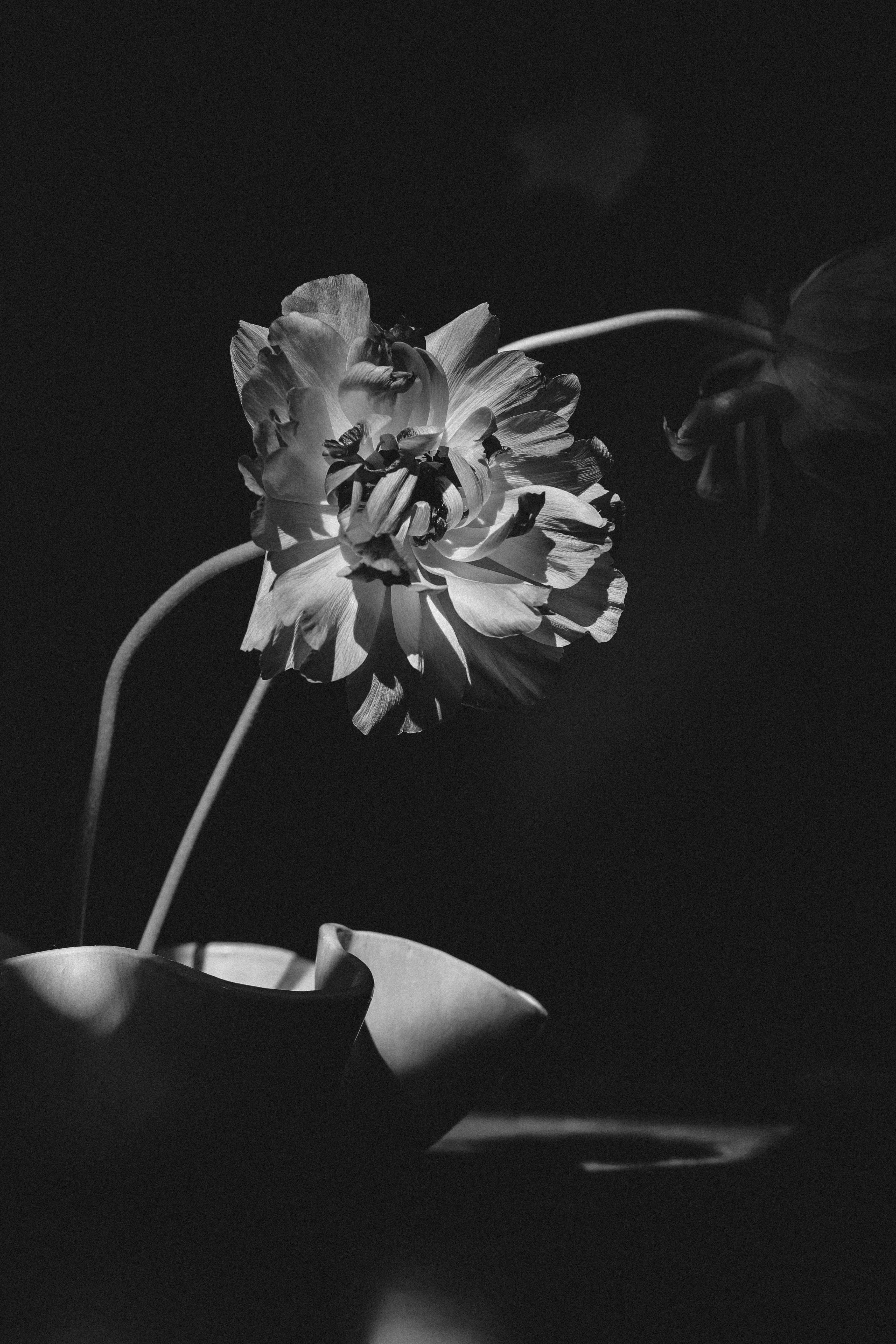 A dramatic black and white still life of a blooming flower in a vase.