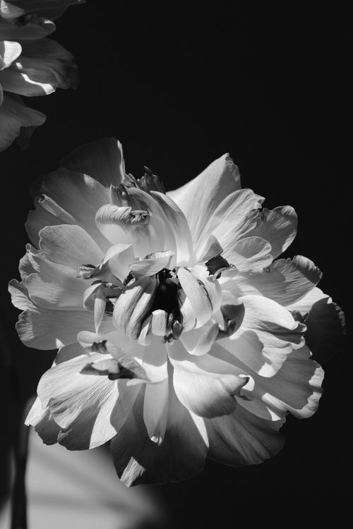 Free Elegant black and white image of a blooming flower with detailed petals and shadows. Stock Photo