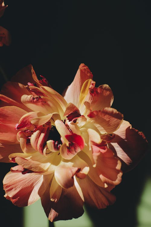 Gratis stockfoto met blad, bloeiend, bloem
