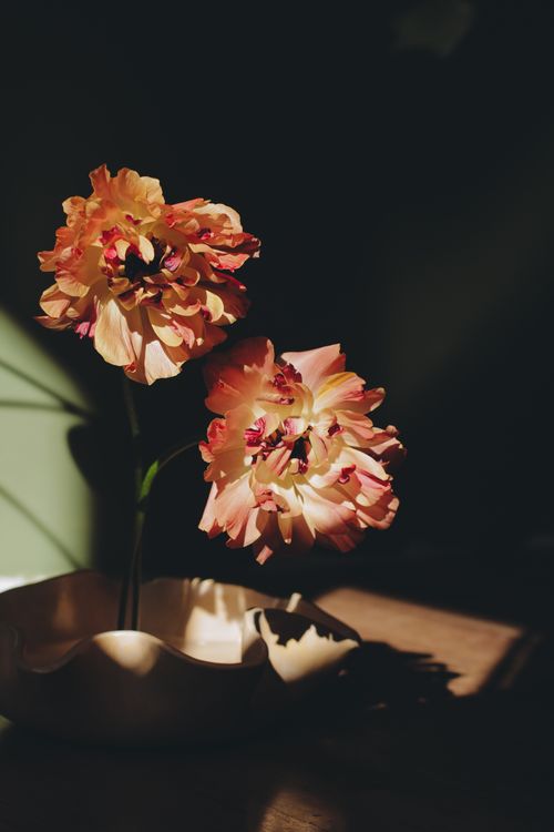 Free Artistic photo of flowers in a vase with dramatic sunlight and shadows enhancing texture. Stock Photo