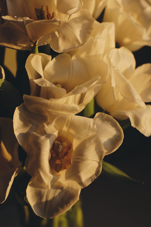 A close up of a vase of white tulips