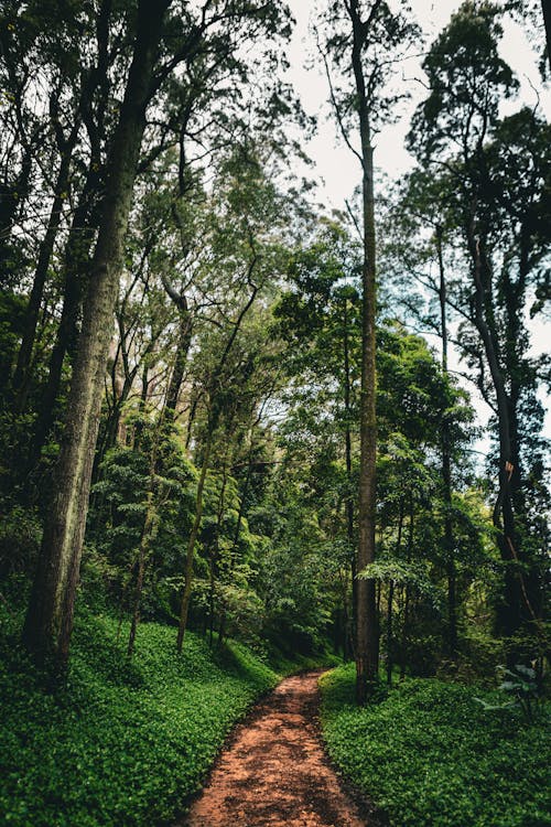 คลังภาพถ่ายฟรี ของ ต้นไม้, ทางเดิน, ป่า