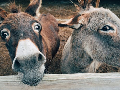 Bezpłatne 2 Brown And Grey Donkey Closeup Photography Zdjęcie z galerii