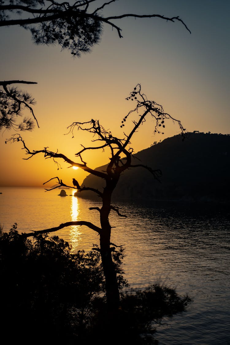 Silhouette Of A Tree And A Lake At Sunset 