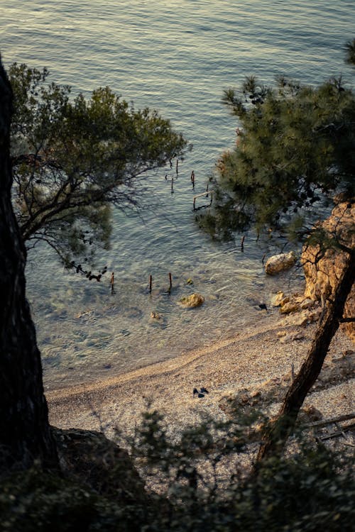 Imagine de stoc gratuită din arbori, coastă, copaci