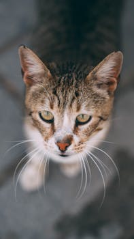 High-angle view of a whiskered domestic cat with focused gaze and striped fur.