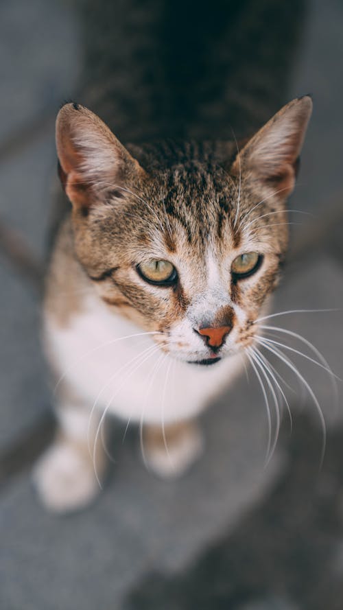 凝視, 動物, 可愛 的 免费素材图片