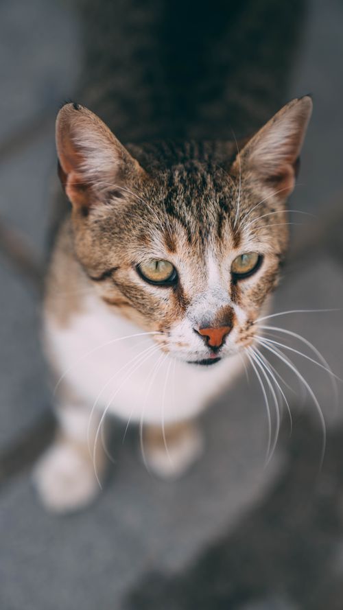 Free Charming close-up of a curious cat gazing upwards, showcasing striking whiskers and sharp focus. Stock Photo
