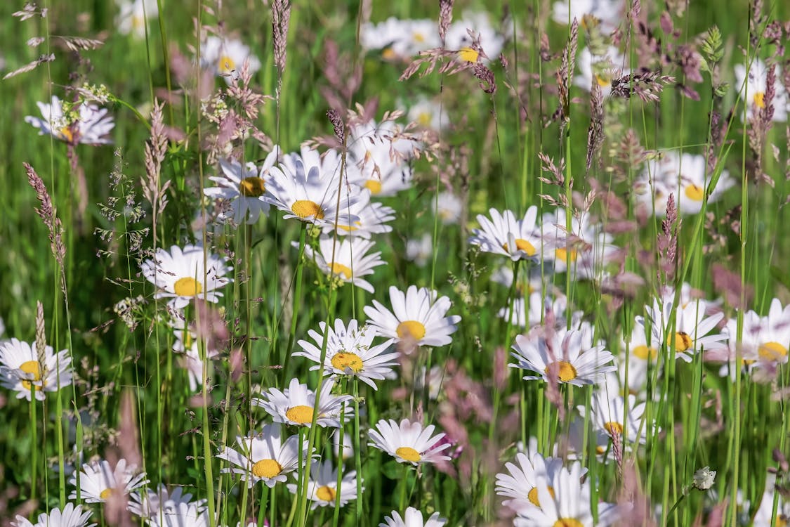 Wiesenmargeriten