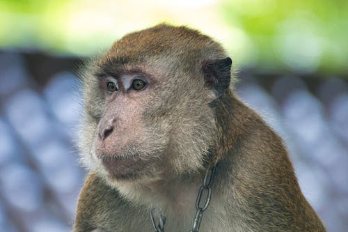 Selective Focus Photography of Monkey