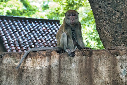 Primate Con Collar De Cadena