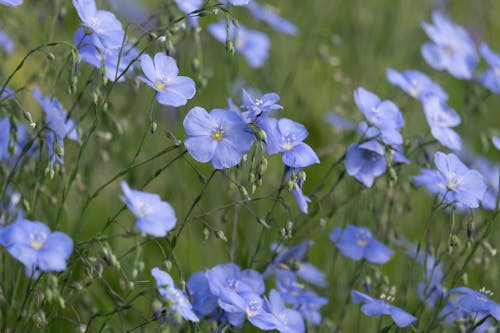 Gratis arkivbilde med blå, blomster, ekstrem nærbilde