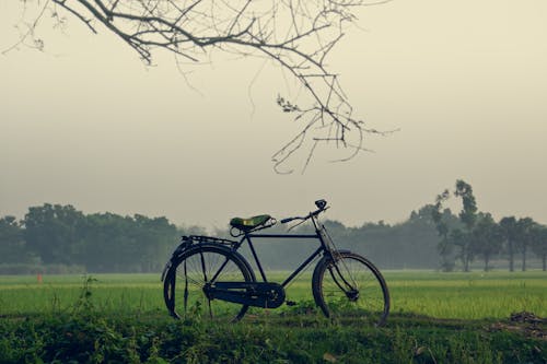 Foto stok gratis bayangan hitam, bidang, di luar rumah