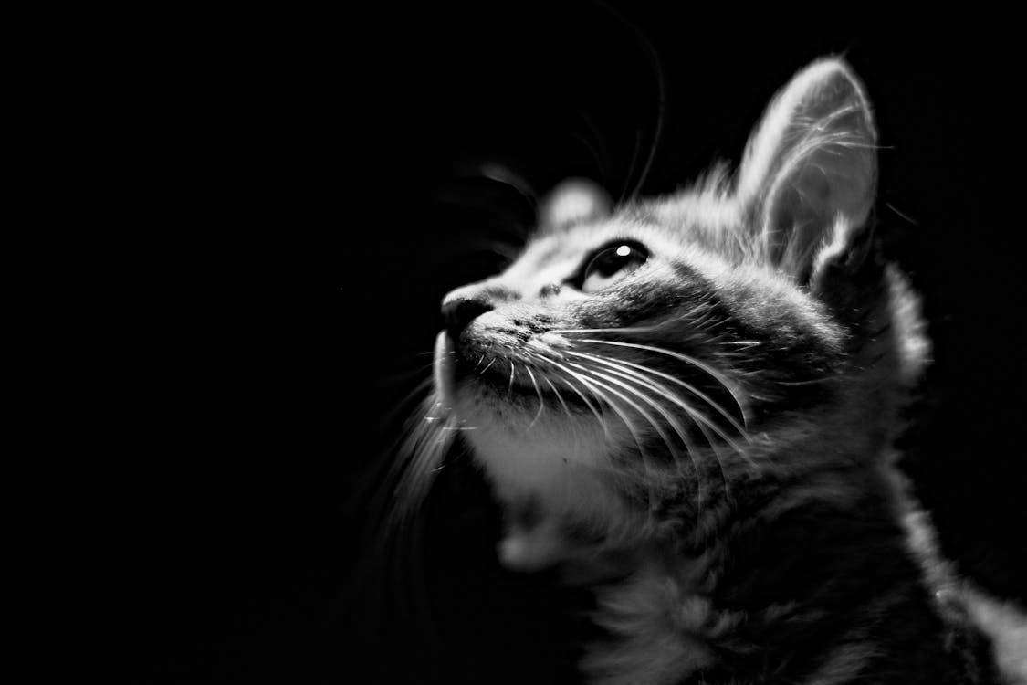 A black and white photo of a kitten looking up