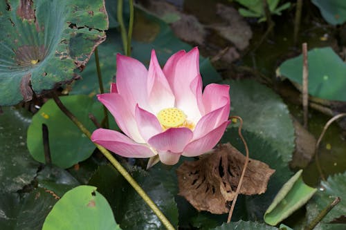 Foto d'estoc gratuïta de enfocament selectiu, flor, lotus