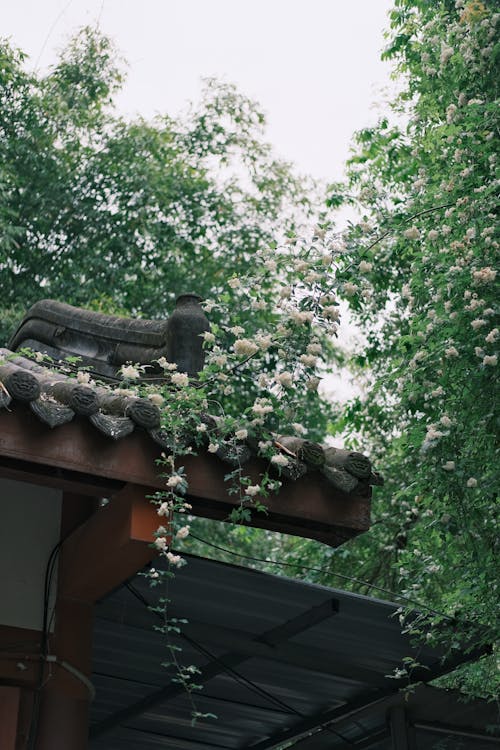 Gratis arkivbilde med blomster, buddhist, bygning