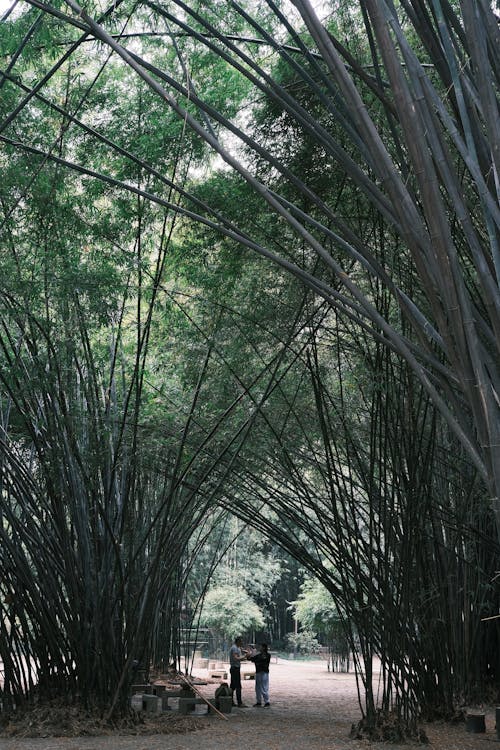 Gratis lagerfoto af bambus, folk, landdistrikt
