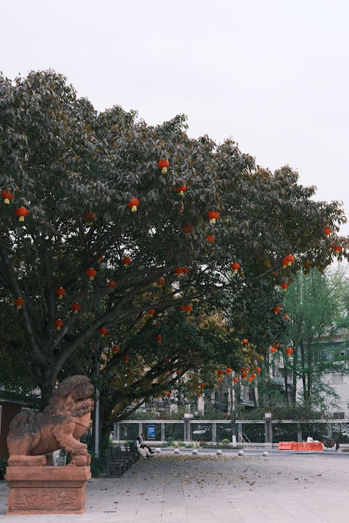 Imagine de stoc gratuită din arbore, China, copac