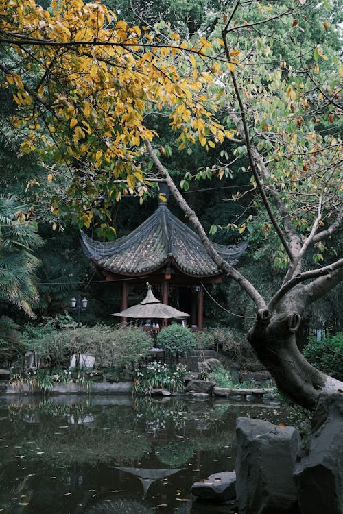 Immagine gratuita di alberi, autunno, buddista