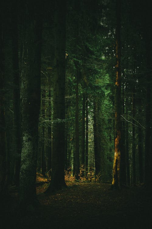 Foto profissional grátis de árvores, coníferas, escuro