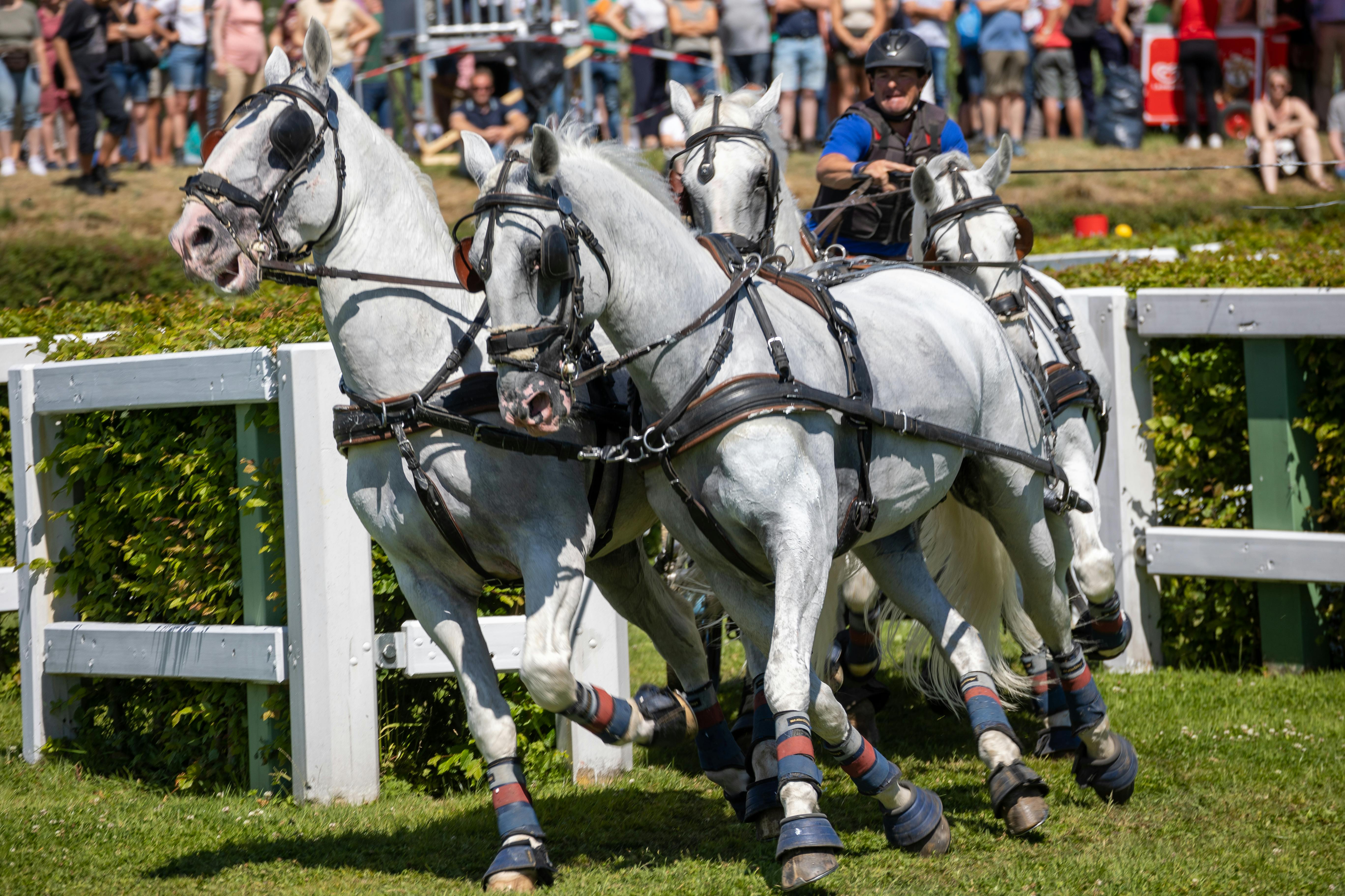 Caballos blancos galopando en un evento deportivo ecuestre competitivo con jinete en acción.