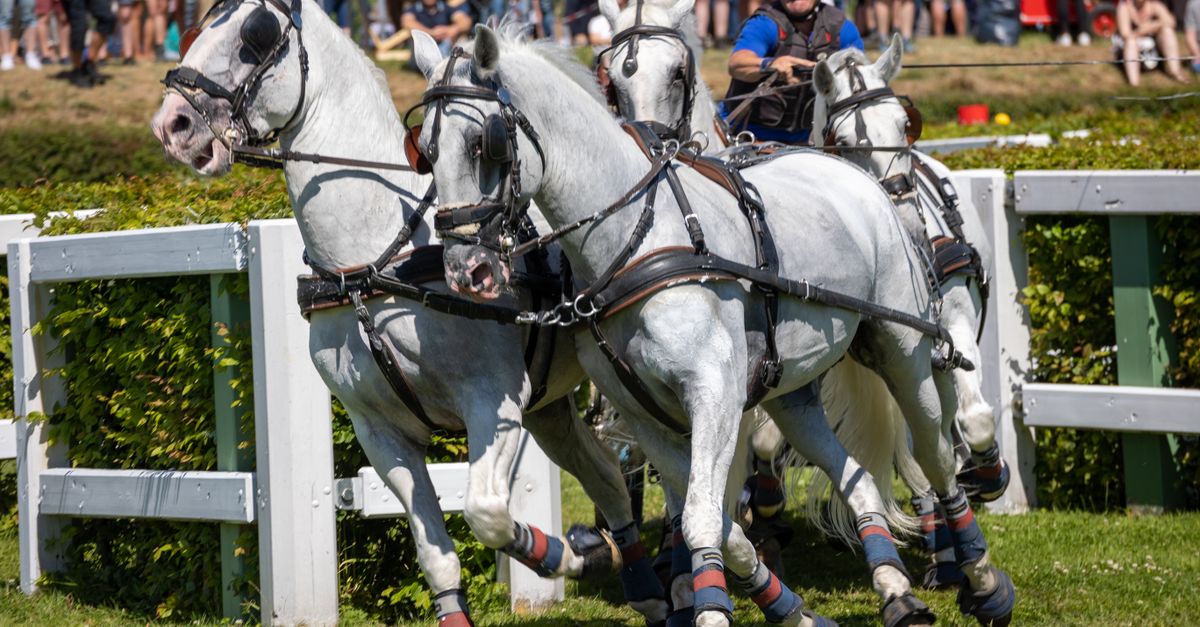 Court appoints interim examiner to steer Horse Sport Ireland out of insolvency