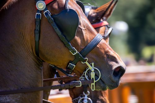 Free Detailed view of a brown horse wearing a harness outdoors on a sunny day. Stock Photo