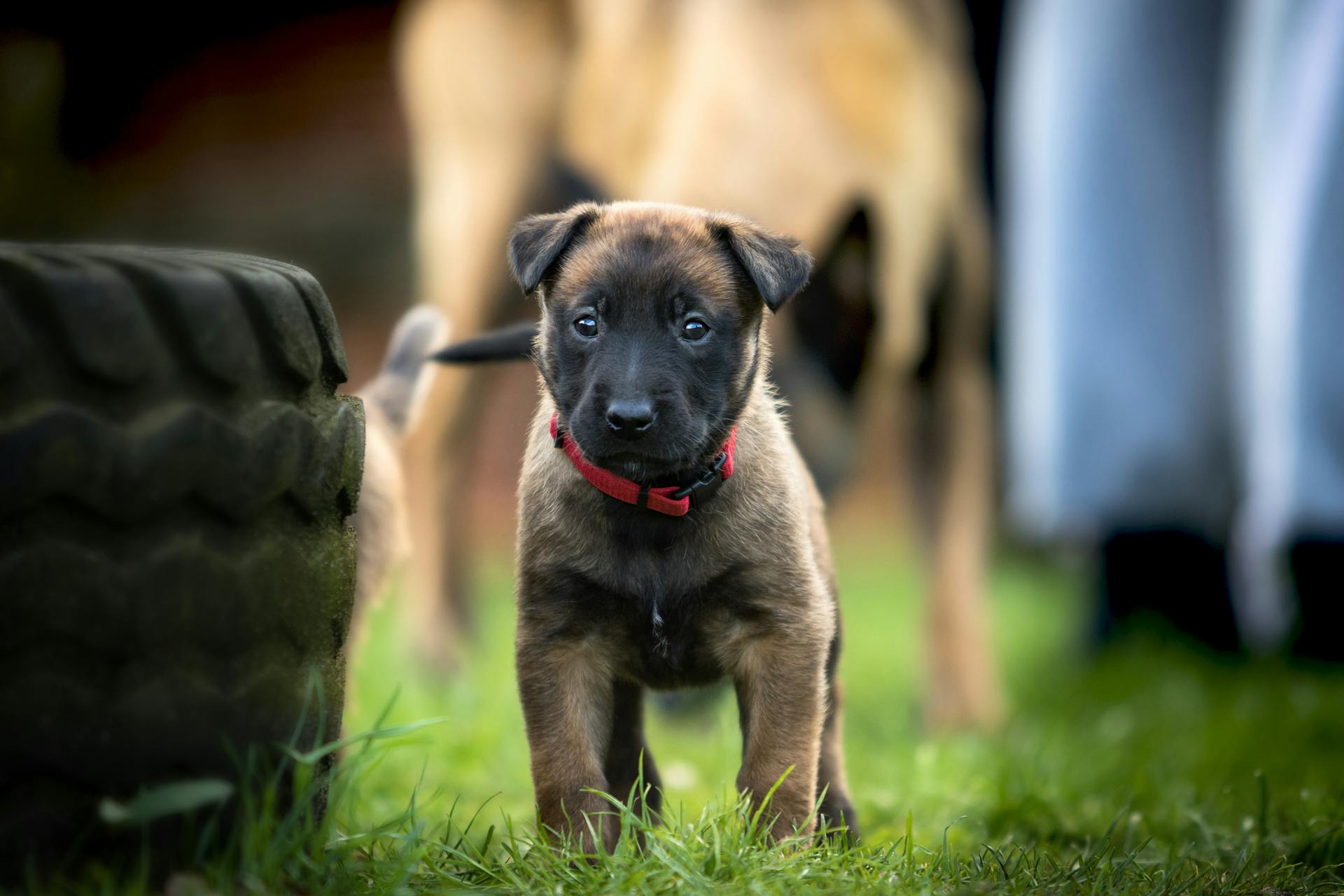 Un malinois brun belge à côté d'un pneu sur un champ de pelouse