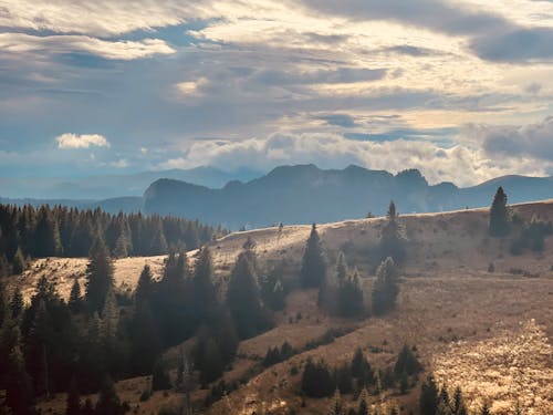 Foto d'estoc gratuïta de arbre de pi, bellesa, muntanyes