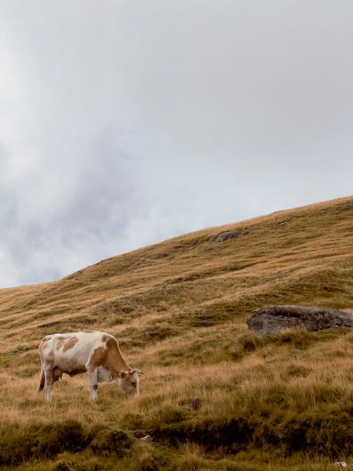 Fotobanka s bezplatnými fotkami na tému dedinský, hospodárske zviera, hracie pole