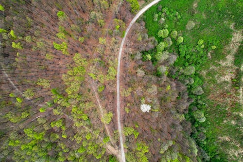 Imagine de stoc gratuită din arbori, codru, drumuri murdare