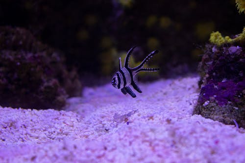 Kostenloses Stock Foto zu anemone, aquarium, baden