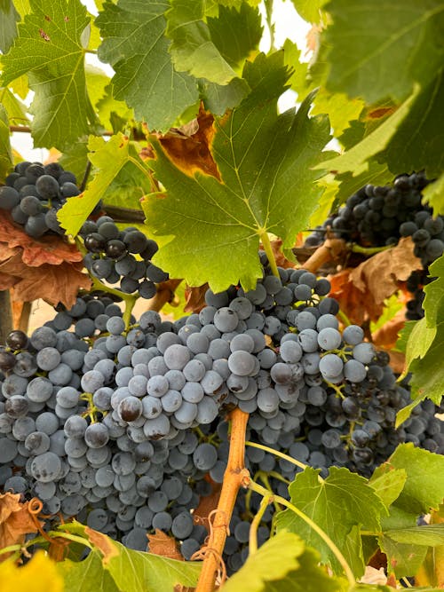 A bunch of grapes on the vine with leaves