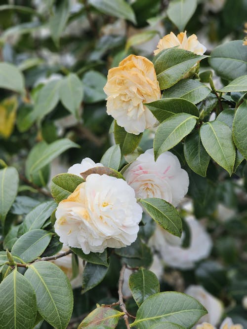A bush with white and yellow flowers