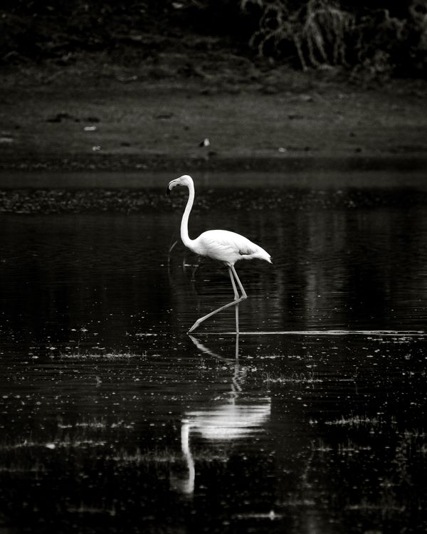 Black and White Photo of a Flamingo Standing in a Body of Water · Free ...