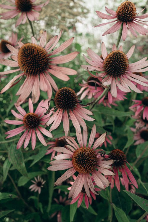 Pink flowers with brown centers in a garden