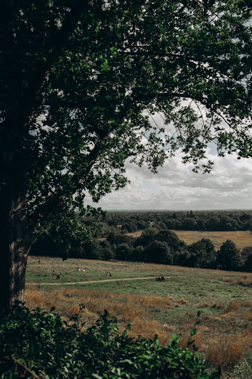 View of Meadows and Trees in the Countryside 