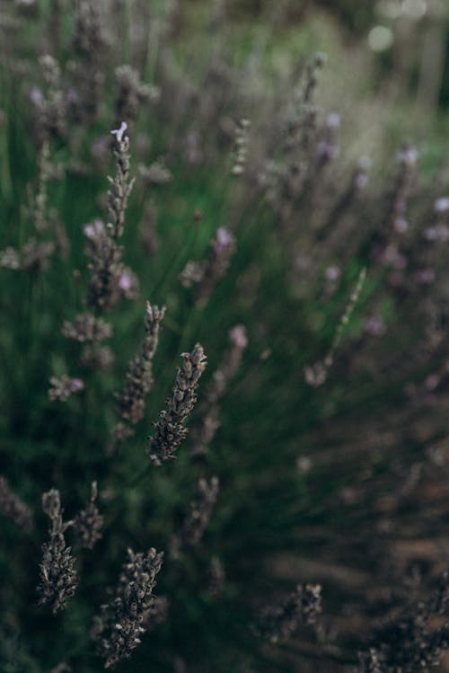 Free Lavender flowers in a field with a blurry background Stock Photo