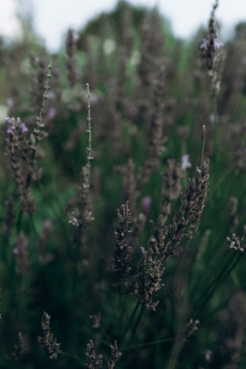 Lavender flowers in a field with a blurry background