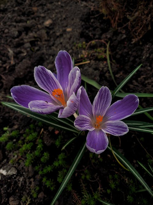 クロッカスvernus, 咲く, 垂直ショットの無料の写真素材